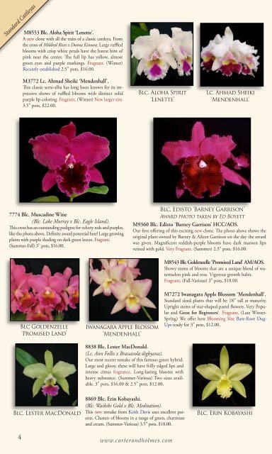 Carter and Holmes Orchids - Carter & Holmes Orchids