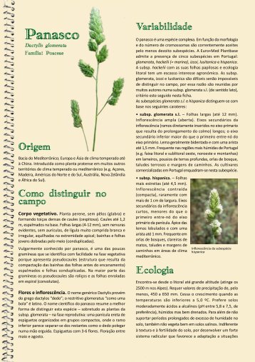 Ficha TÃƒÂ©cnica SPPF: Panasco (Dactylis glomerata)