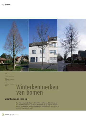 Winterkenmerken van bomen - Vereniging voor Openbaar Groen