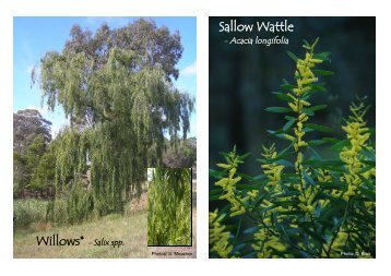 Weeds 7 - Shire of Yarra Ranges