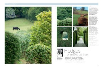 Hedges - Arne Maynard Garden Design