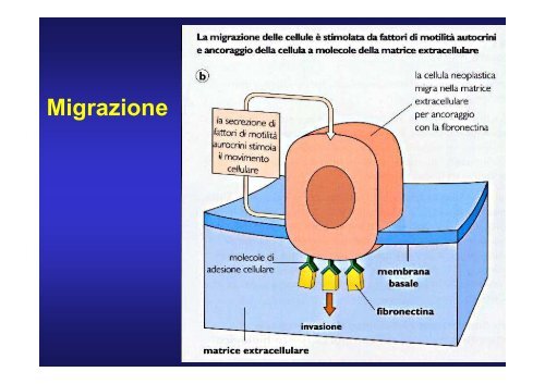 Cancerogenesi - Docente.unicas.it