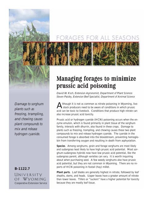 Managing forages to minimize prussic acid poisoning