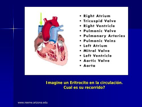 Diapositiva 1 - Reeme.arizona.edu