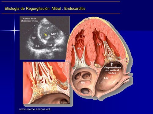 Diapositiva 1 - Reeme.arizona.edu