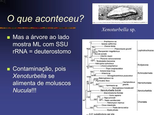 Evolucao Molecular.pdf - Instituto de Biologia da UFRJ