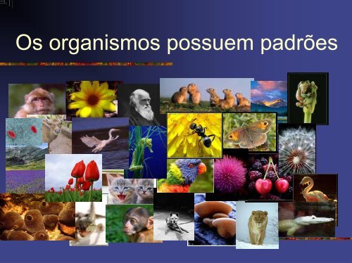 Evolucao Molecular.pdf - Instituto de Biologia da UFRJ