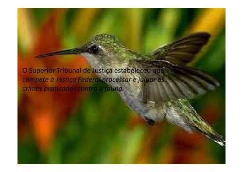 Levantamento de Fauna e Flora em Licenciamento Ambiental