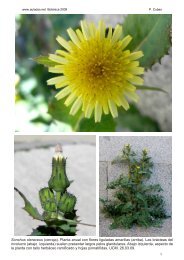 Sonchus oleraceus (cerraja). Planta anual con flores ... - Aulados.net