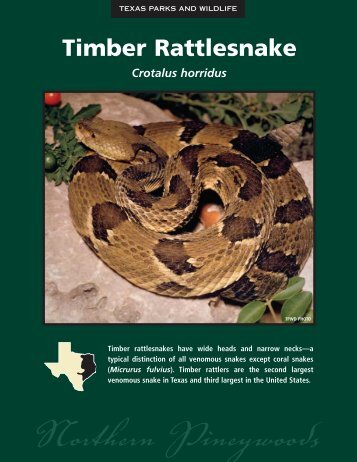 Timber Rattlesnake - The State of Water