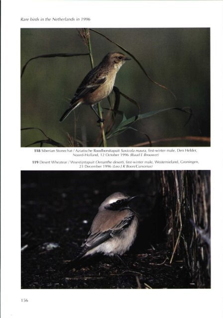 1998-4 - Dutch Birding