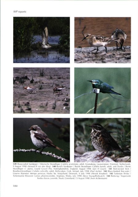 1998-4 - Dutch Birding
