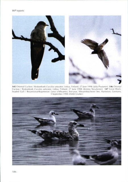 1998-4 - Dutch Birding