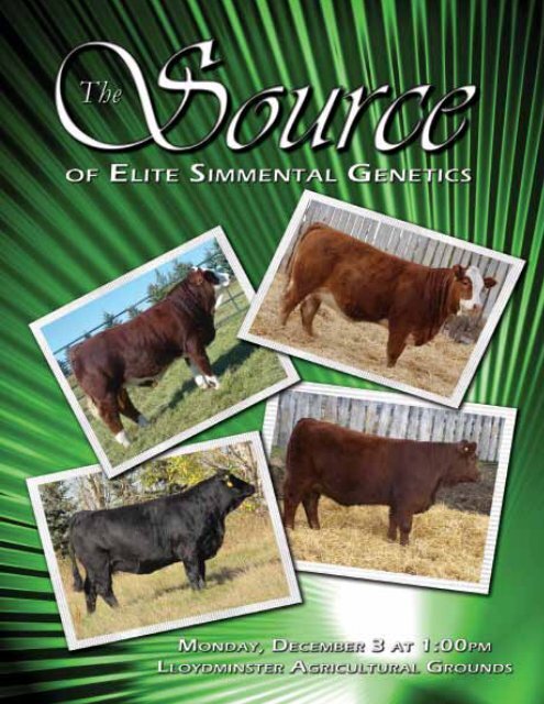 SAJ Simmentals - Bouchard Livestock International