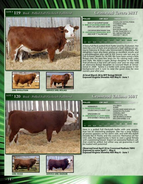 SAJ Simmentals - Bouchard Livestock International