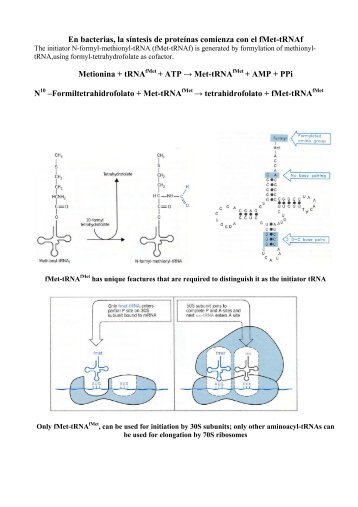 En bacterias, la síntesis de proteínas comienza con el fMet-tRNAf