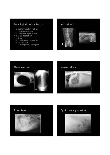 Pathologische Aufhellungen Meteorismus ... - Vet-roentgen.at