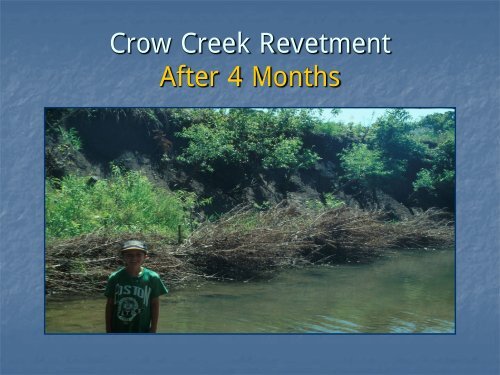 Red cedar revetments for bank stabilization