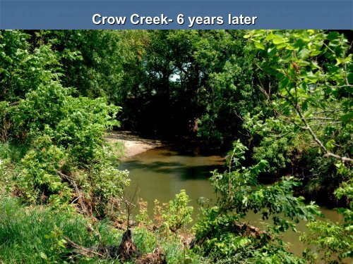 Red cedar revetments for bank stabilization