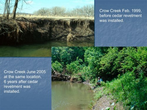 Red cedar revetments for bank stabilization