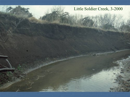 Red cedar revetments for bank stabilization