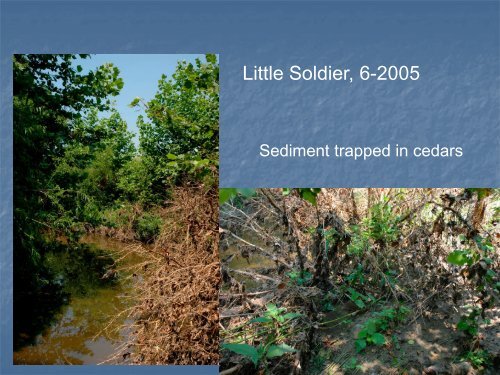 Red cedar revetments for bank stabilization