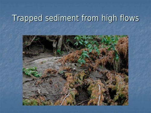 Red cedar revetments for bank stabilization