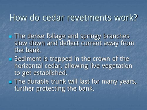 Red cedar revetments for bank stabilization