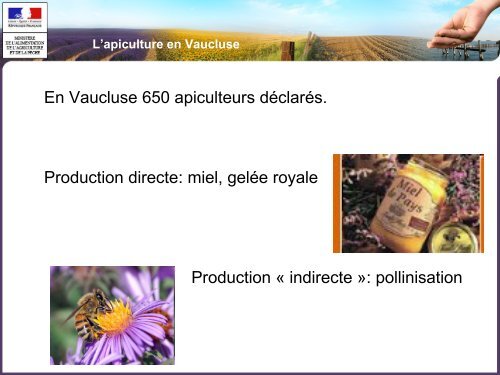 L'apiculture en Vaucluse