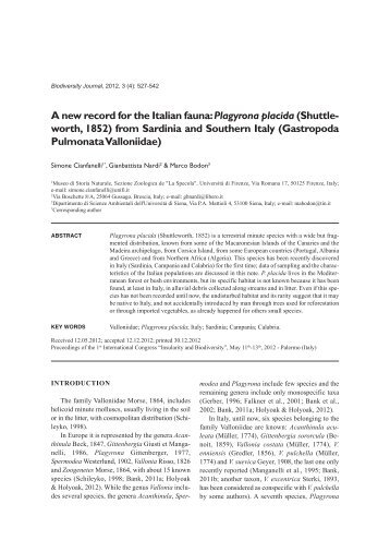 Plagyrona placida - Biodiversity Journal