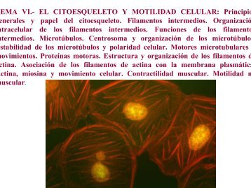 TEMA VI.- EL CITOESQUELETO Y MOTILIDAD CELULAR - BioScripts