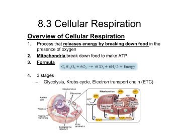 8.3 Cellular Respiration