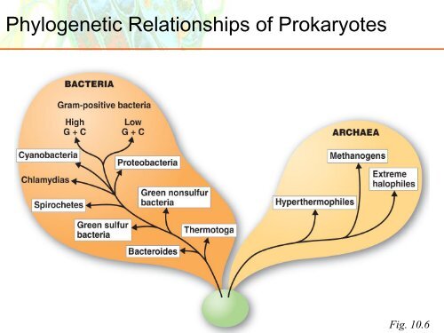 Classification of Microorganisms