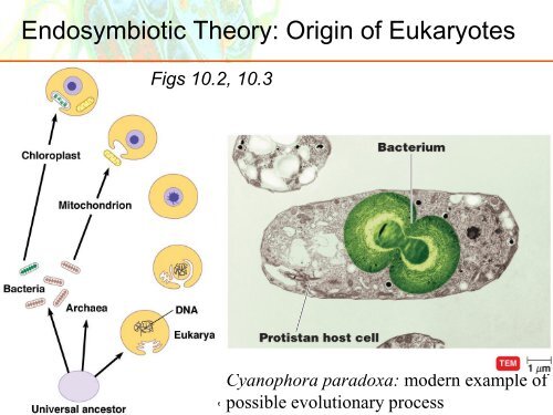 Classification of Microorganisms