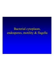 Bacterial cytoplasm, endospores, motility & flagella Bacterial ...