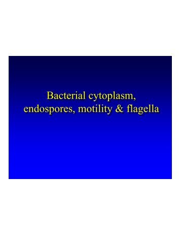 Bacterial cytoplasm, endospores, motility & flagella Bacterial ...