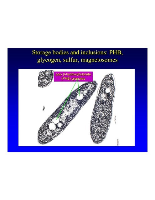 Bacterial cytoplasm, endospores, motility & flagella Bacterial ...