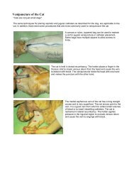 Venipuncture of the Cat - Hungarovet