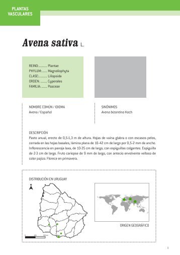 Avena sativa L.