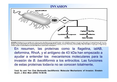 DISTRIBUCION DE DIFERENTES GENOTIPOS DE Bartonella ...