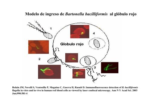 DISTRIBUCION DE DIFERENTES GENOTIPOS DE Bartonella ...