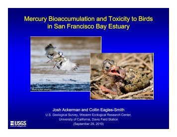 Mercury Bioaccumulation and Toxicity to Birds in San Francisco Bay ...
