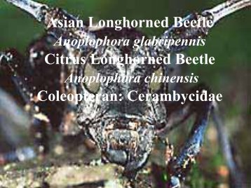 Citrus Longhorned Beetle (Anoplophora chinensis)