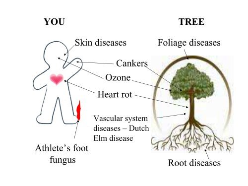 Lectures 2 and 3 - Introduction to Plant Pathology