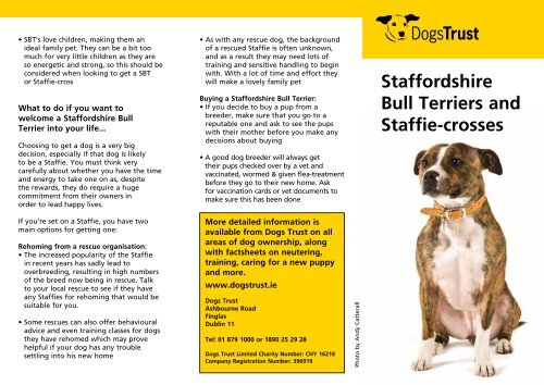 dogs trust staffies