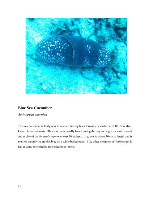 survey of the shallow-water sea cucumbers of the central philippines
