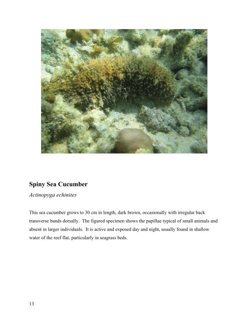 survey of the shallow-water sea cucumbers of the central philippines