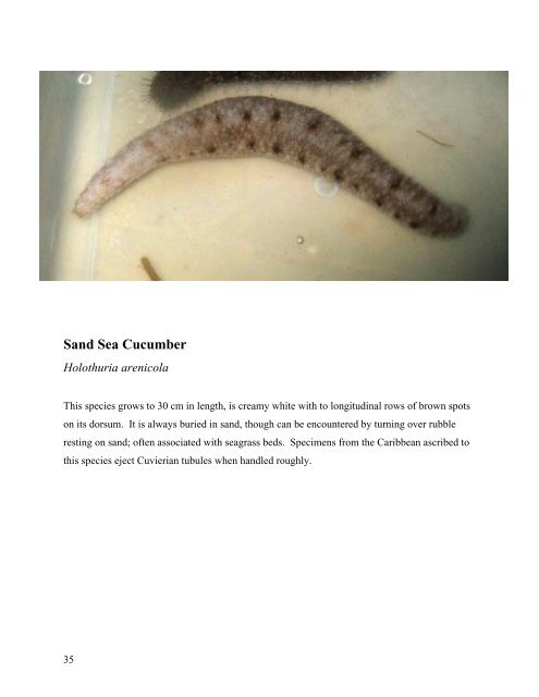 survey of the shallow-water sea cucumbers of the central philippines