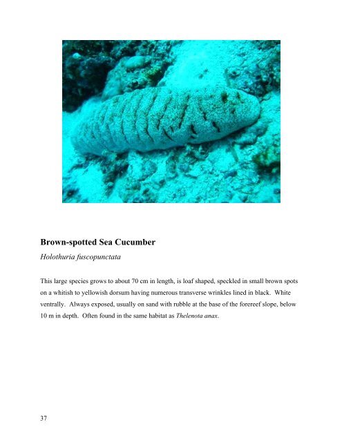 survey of the shallow-water sea cucumbers of the central philippines