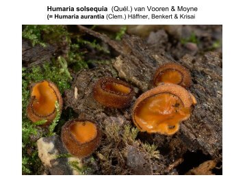 Humaria solsequia - pilze-basel